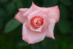 薔薇-7