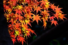 散歩の途中で、Ⅲ