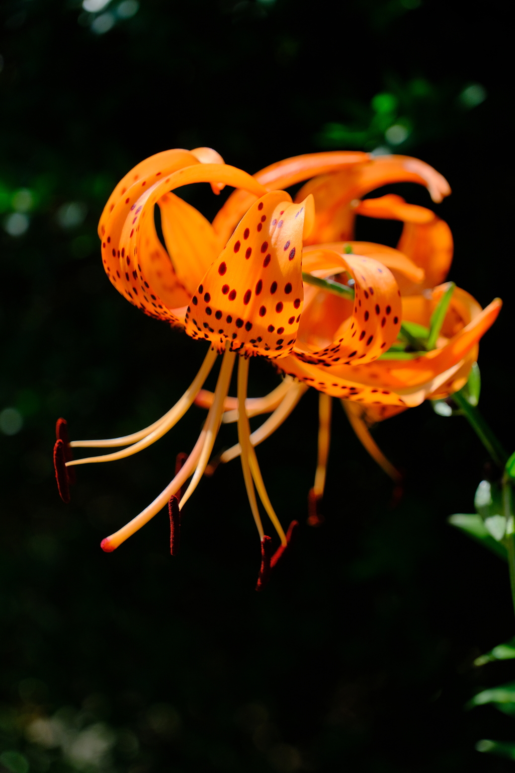 散歩の途中で。Ⅹ