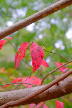 散歩の途中で。Ⅱ