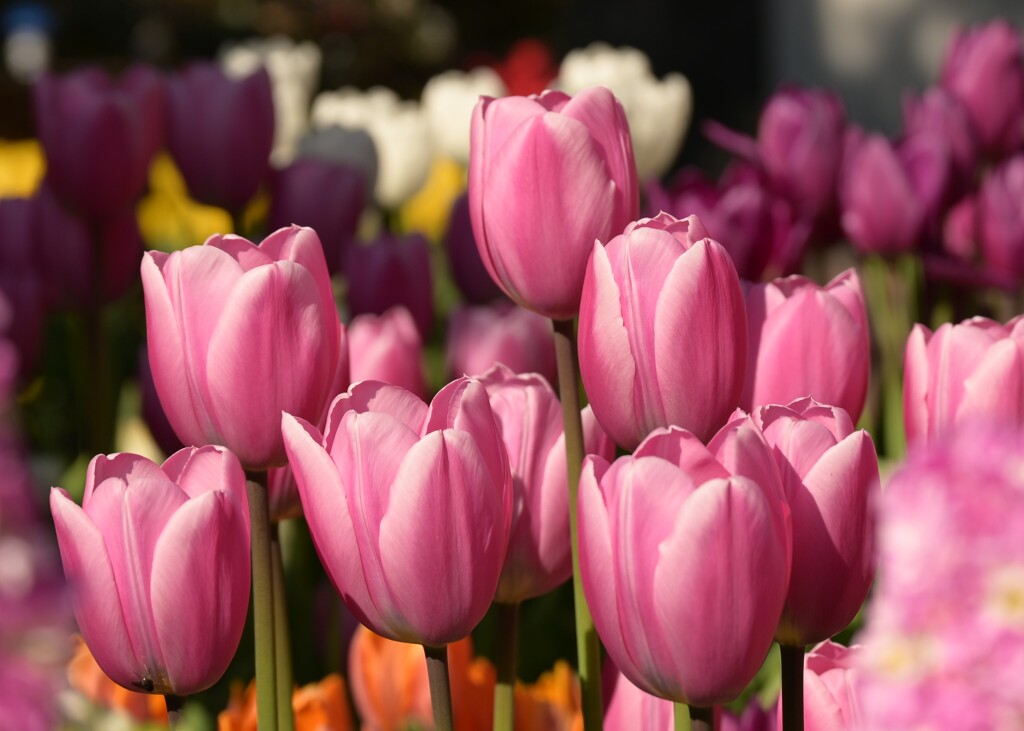 チューリップ-2