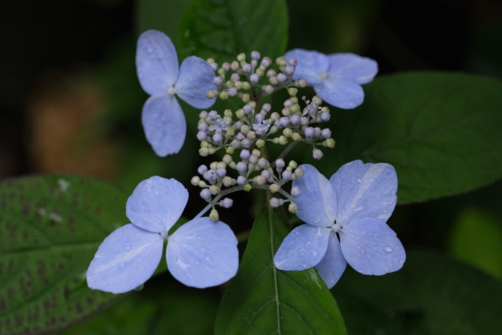 散歩の途中で。Ⅶ