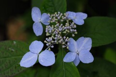 散歩の途中で。Ⅶ