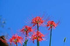 散歩の途中で。①