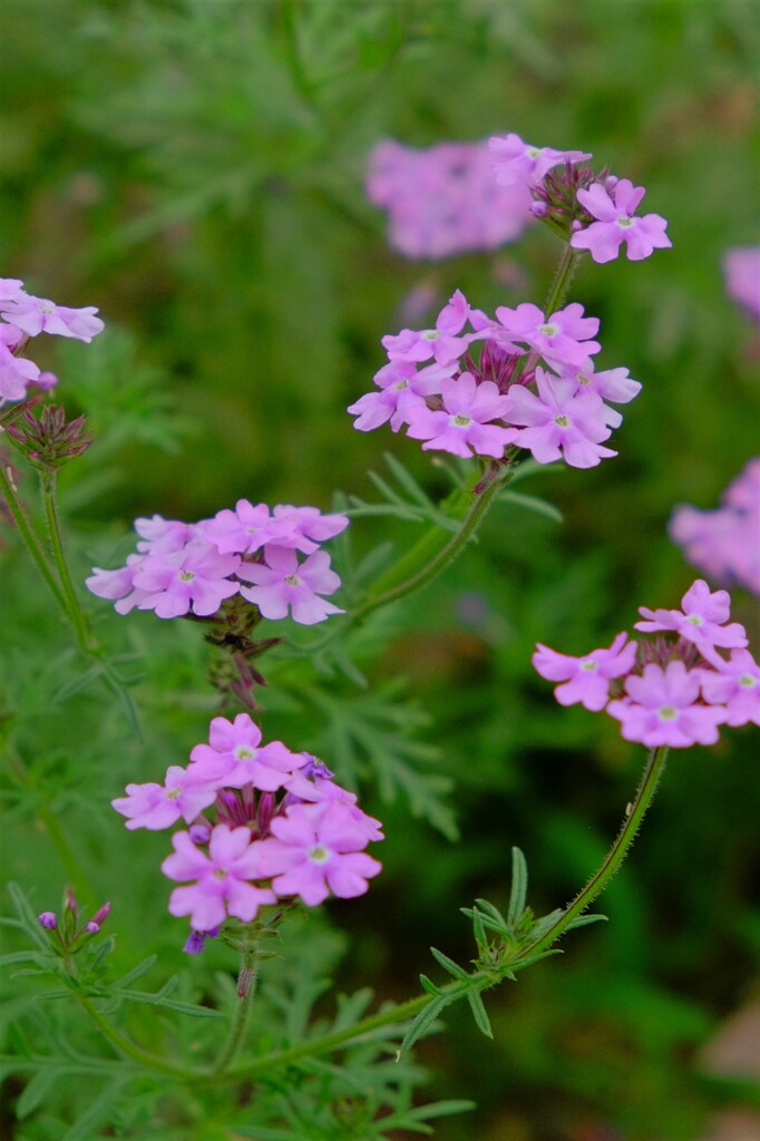 散歩の途中で。８