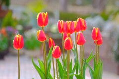 散歩の途中で。①