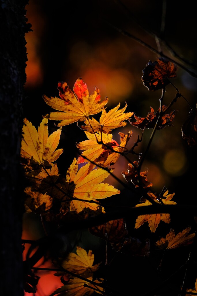 散歩の途中で、④