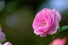 散歩の途中で、Ⅶ