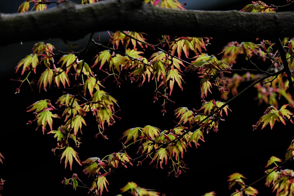 紅葉