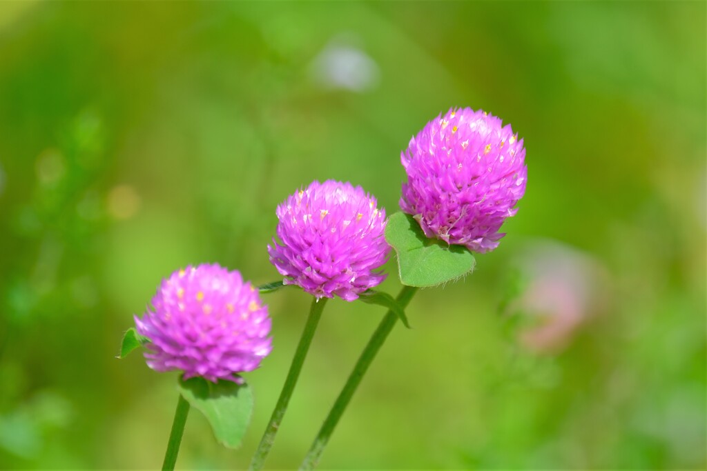 散歩の途中で。Ⅲ