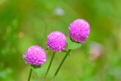 散歩の途中で。Ⅲ