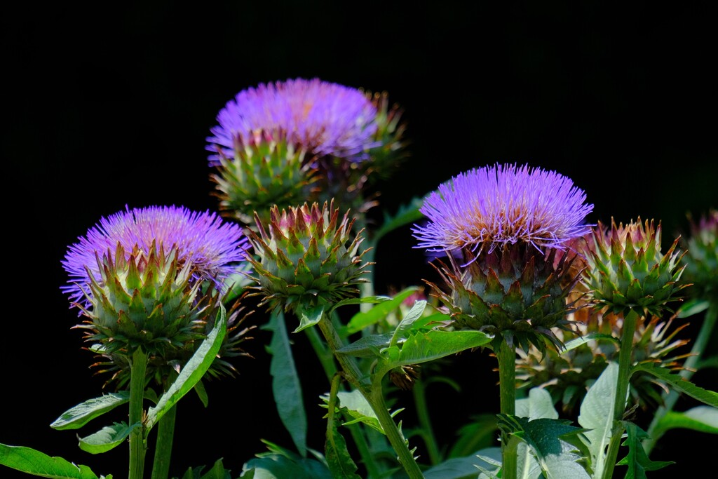 散歩の途中で。