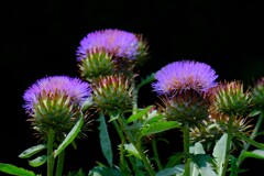 散歩の途中で。