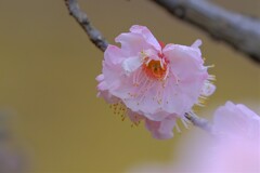 散歩の途中で。９