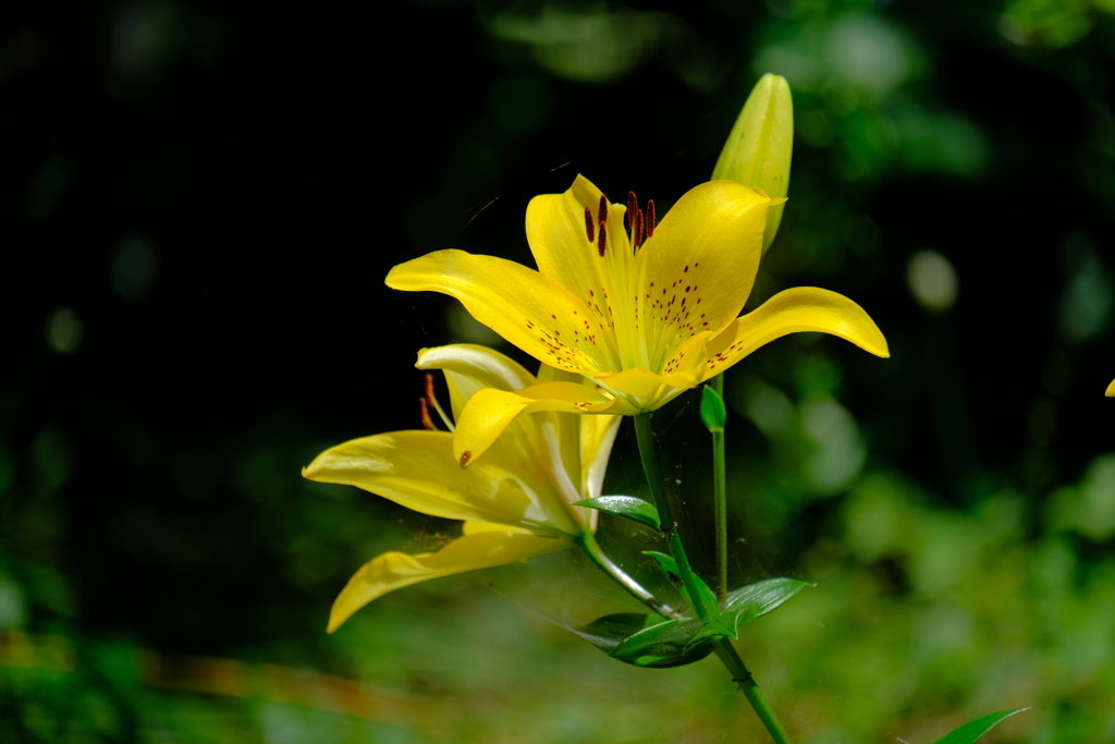 散歩の途中で。Ⅰ