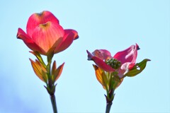 散歩の途中で。Ⅸ