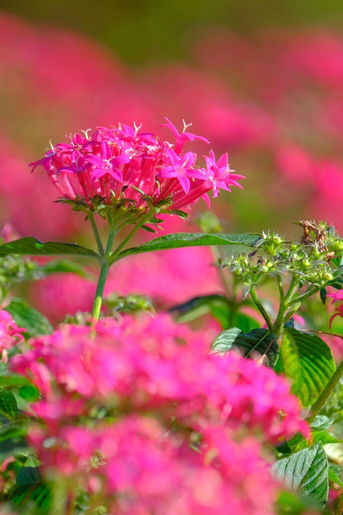 散歩の途中で。Ⅵ