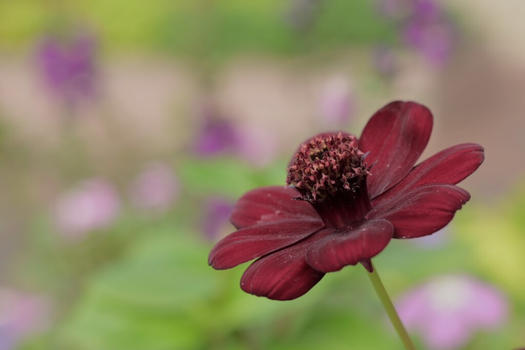 チョコレートコスモス