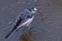 散歩の途中で。Ⅱ