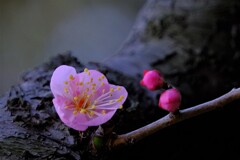 散歩の途中で。Ⅸ