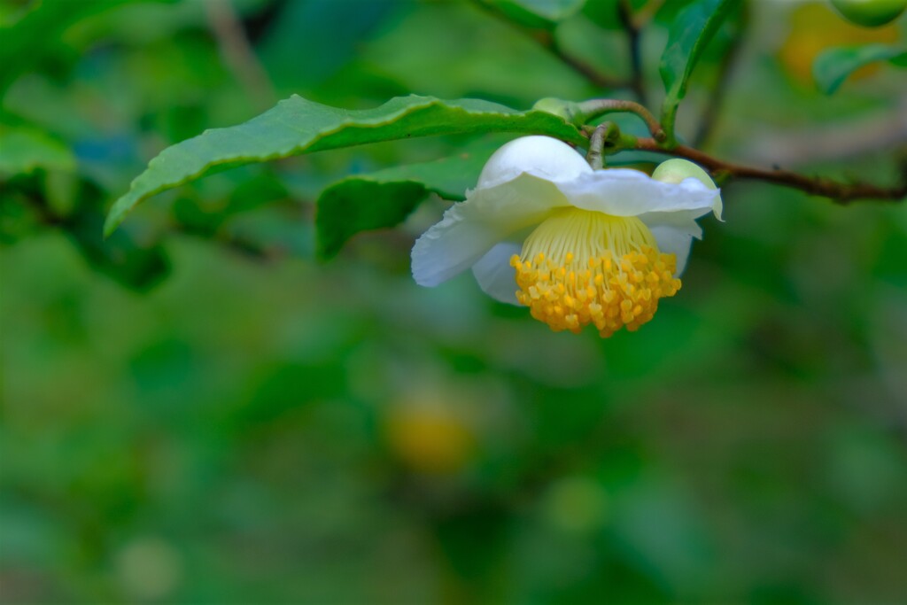 散歩の途中で。5