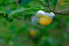 散歩の途中で。5