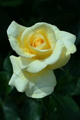 薔薇