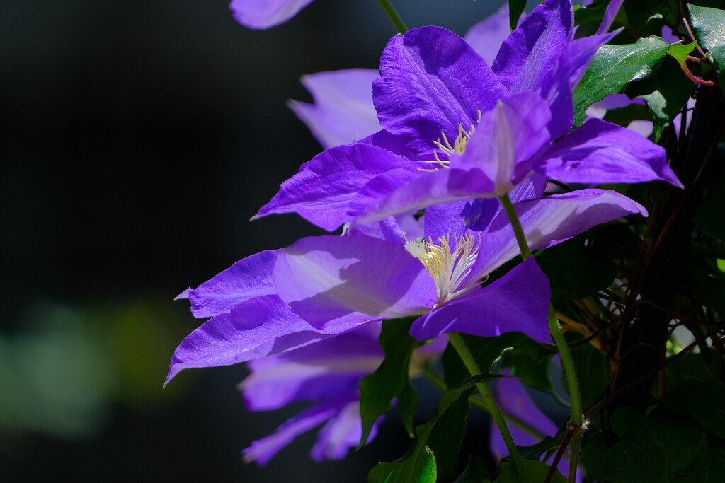 散歩の途中で。Ⅰ