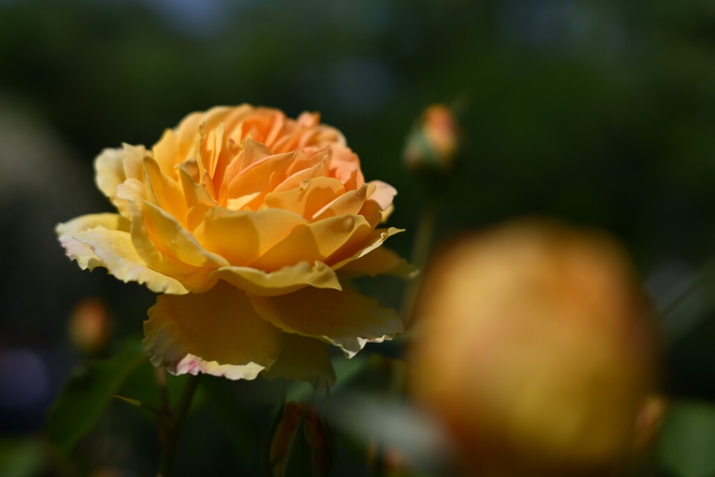 薔薇-2