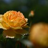 薔薇-2