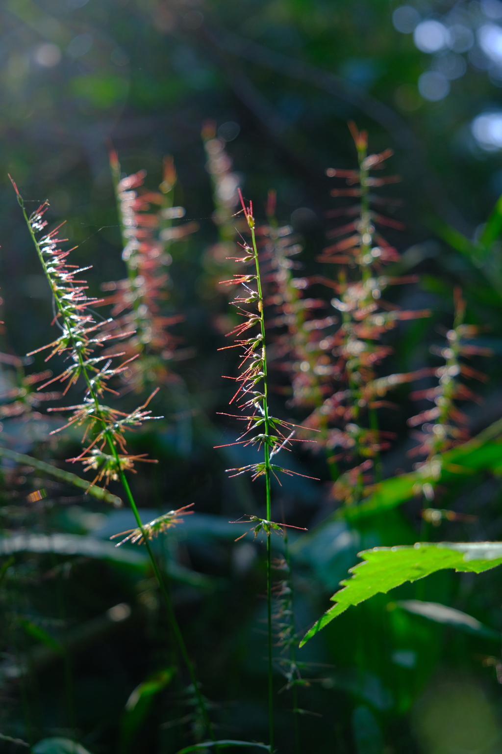 散歩の途中で。Ⅱ