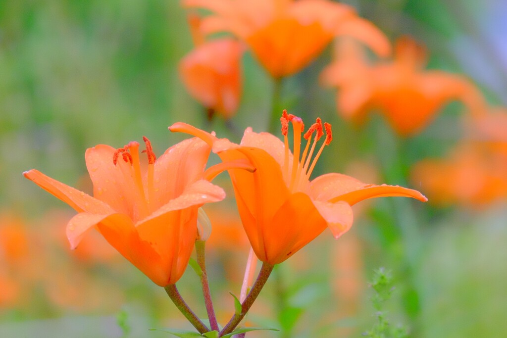 散歩の途中で。