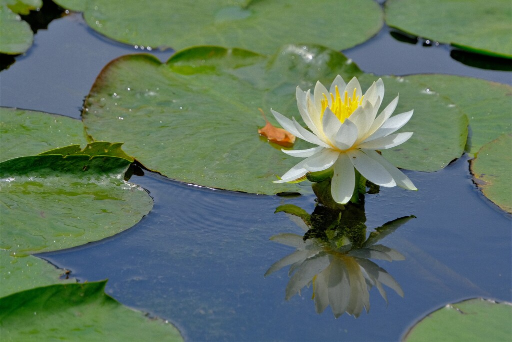 散歩の途中で。6