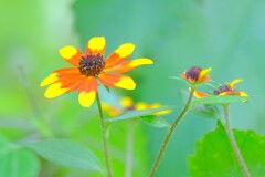 散歩の途中で。