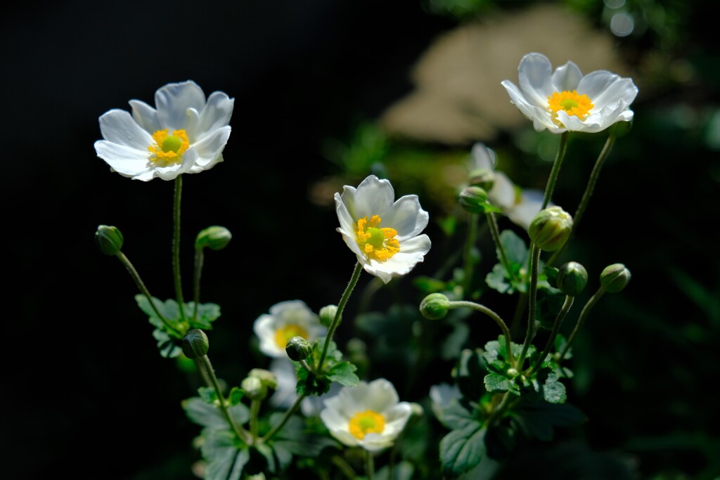 散歩の途中で。Ⅰ