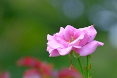 散歩の途中で。Ⅲ