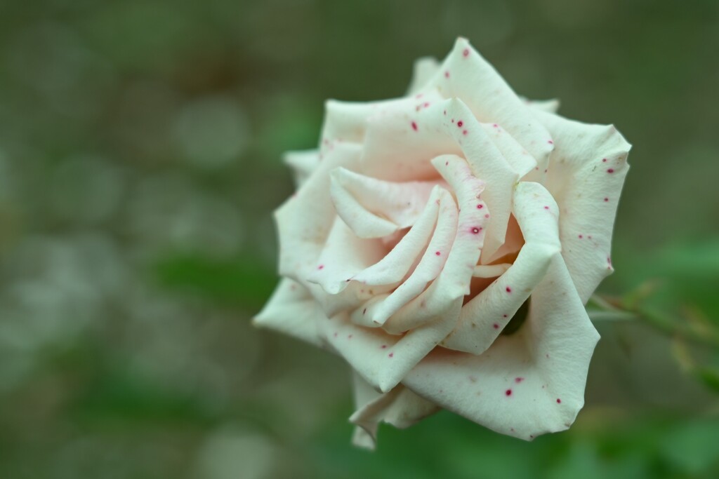 薔薇-9