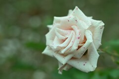 薔薇-9
