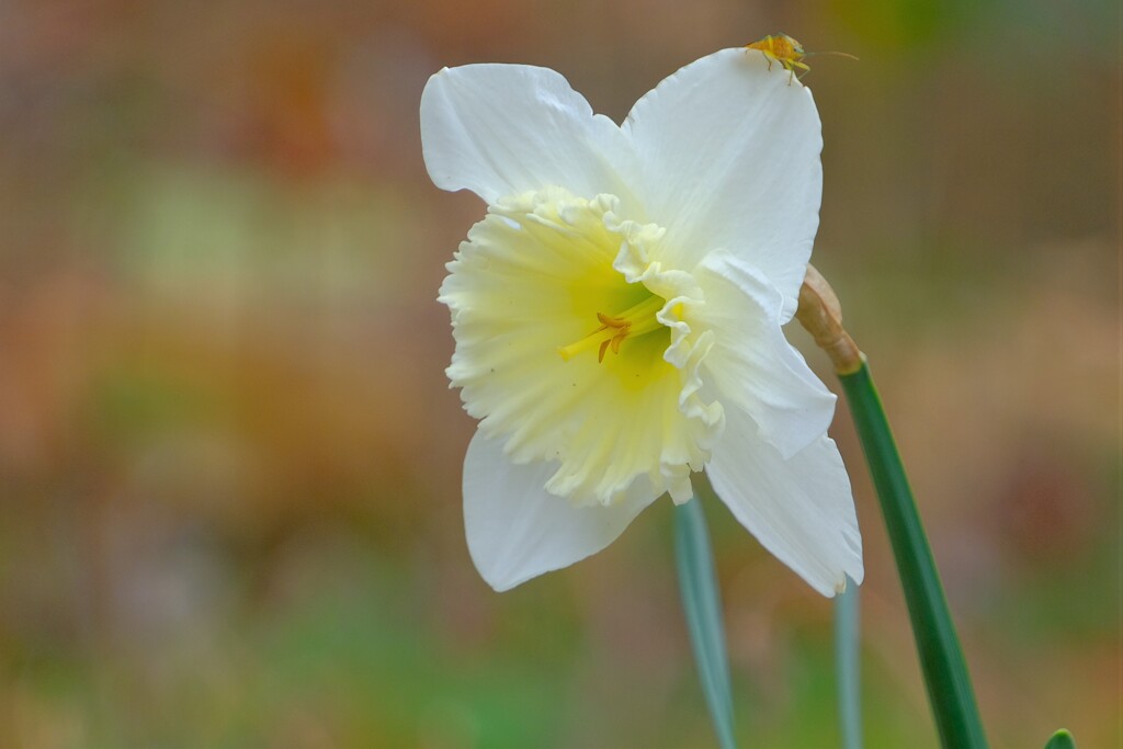 散歩の途中で。③