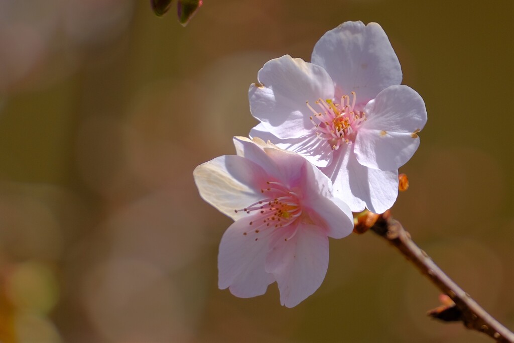 散歩の途中で。6