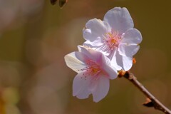 散歩の途中で。6