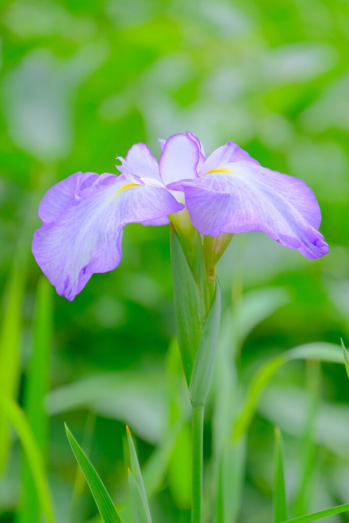 散歩の途中で。