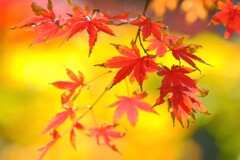 散歩の途中で。Ⅲ