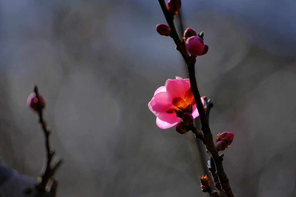 散歩の途中で。Ⅰ