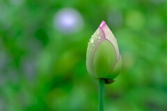 散歩の途中で。Ⅳ