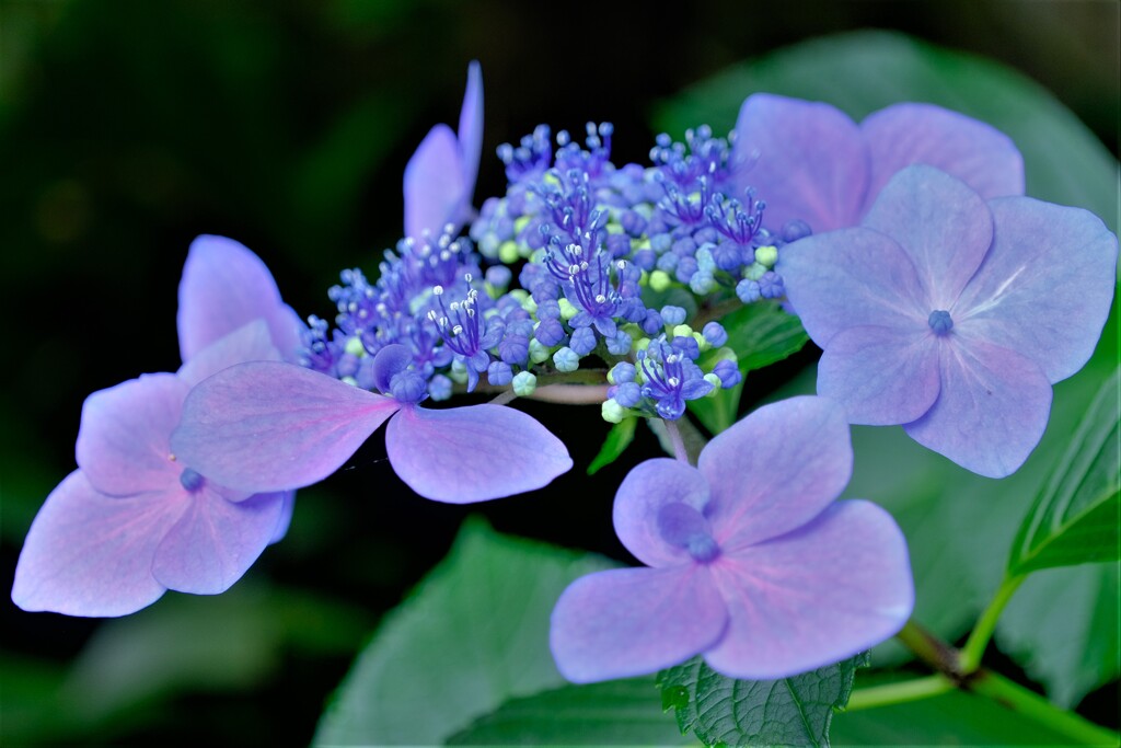 紫陽花
