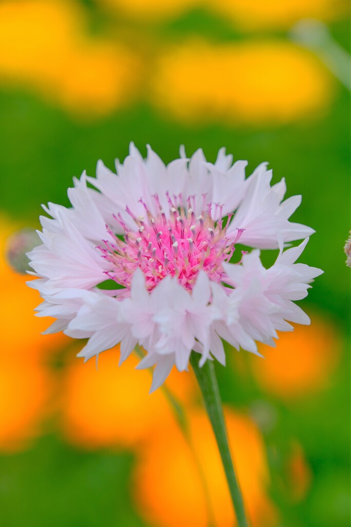 散歩の途中で。Ⅵ