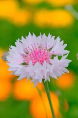 散歩の途中で。Ⅵ