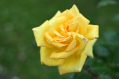 薔薇-3