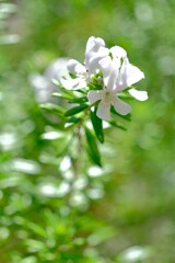 散歩の途中で。Ⅷ